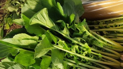 앗! 놓치면 손해! 열무 1kg 가격 초특가 득템 후기🥬